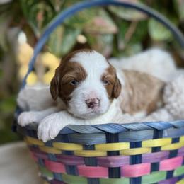Daisy - Blenheim female Cavapoo puppy in Orrstown, Pennsylvania from Pawfect Fur Friends