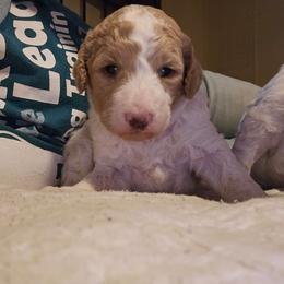 Blossom (red) - Parti female Poodle puppy in Snowflake, Arizona from TaylorMade Standard Poodles