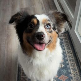 Bandit - Miniature Australian Shepherd