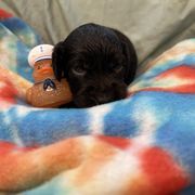 George - Chocolate male Boykin Spaniel puppy in Van Buren, Arkansas from Arklahoma Boykins