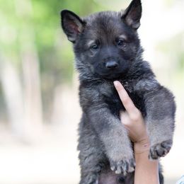 German Shepherd Puppies from C6 Ranch & Shepherds
