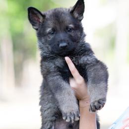 German Shepherd Puppies from C6 Ranch & Shepherds