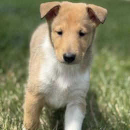 Dakota - Sable and white female Collie puppy in Genoa, Ohio from Pyman Collies