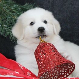 Great Pyrenees Puppies from Imac Great Pyrenees