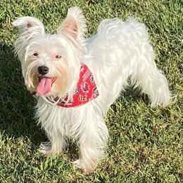 Toby - Yorkshire Terrier