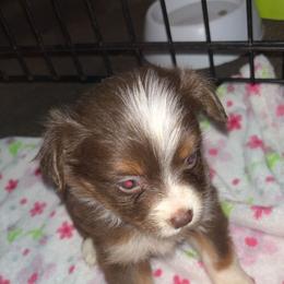 Minnie - Red tri female Toy Australian Shepherd puppy in Humansville, Missouri from Tater Tot aussies