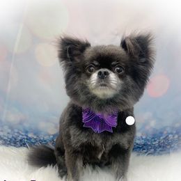 Chihuahua puppies from Elsbeth's Chihuahuas