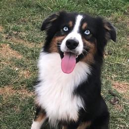 Jaxon - Australian Shepherd