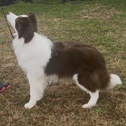 Morello - Red female Border Collie puppy in Dunn, North Carolina from Coylety Kennel