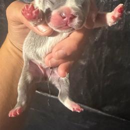 Female 3 - Blue female French Bulldog puppy in Monterey, Louisiana from McaysKennels