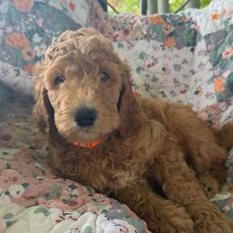 Alexi -Girl 2 (orange collar) - Apricot female Goldendoodle puppy in Auburn, Indiana from Cooper’s Doodles