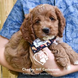 Cockapoo Puppies from Chesley Hill Cockapoos