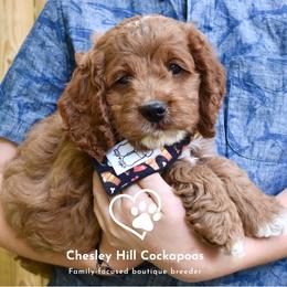 Cockapoo Puppies from Chesley Hill Cockapoos