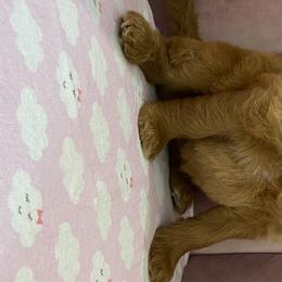 Australian Labradoodle Puppies from Kings Labradoodles