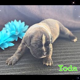Yoda - Brindle male Boxer puppy in Mountain Home, Idaho from LJK Boxers & Toy Aussies