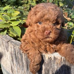 Moose - Red  male Poodle puppy in California from Tinkerpups