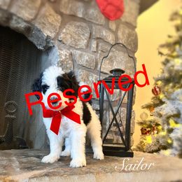 Sailor - Black and white female Bernedoodle puppy in Salina, Oklahoma from Hudson Shore Bernedoodles