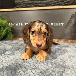 Tate - Dapple male Dachshund puppy in Stilwell, Oklahoma from B & K Dachshunds