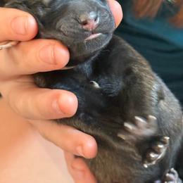 1st pick Female - Fawn sable female Belgian Malinois puppy in Boise, Idaho from Wings of Freedom Retrievers and Malinois