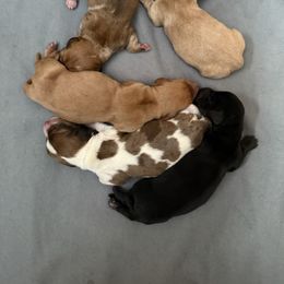 Jet black male - Black male Dachshund puppy in Madison, Wisconsin from SK Dashing  Dachshunds