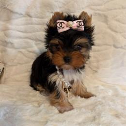 Tiny Sunshine - Black and gold female Yorkshire Terrier puppy in Andrews, South Carolina from Sparkle of Glamour Yorkies