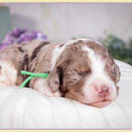 Russet - Chocolate merle male Bernedoodle puppy in Connersville, Indiana from Deaz Doodle Ranch