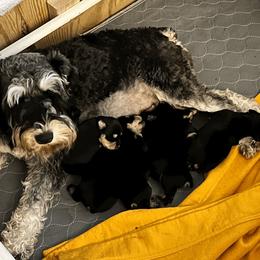 Miniature Schnauzer Puppies from Front Runner Miniature Schnauzers
