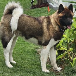 Hazel - Akita