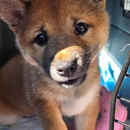 Kazue - Red female Shiba Inu puppy in Stanley, North Carolina from Yoru's Dojo Legacy