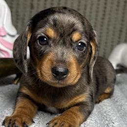 Dachshunds from Dachshund of M-A