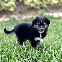 Wario - Miniature Australian Shepherd puppy from Fuller’s Fluffy Friends