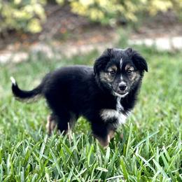 Wario - Miniature Australian Shepherd puppy from Fuller’s Fluffy Friends