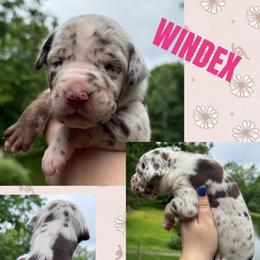 Windex - Chocolate female Great Dane puppy in Wellsville, New York from Prophecy Danes