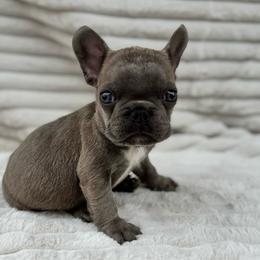 Boy 3 - Blue male French Bulldog puppy in City Of Industry, California from Cert. Frenchies