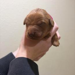 Twilight Sparkle - Dark golden female Golden Retriever puppy in Mountain Home, Idaho from Poppy's Garden Golden Retrievers