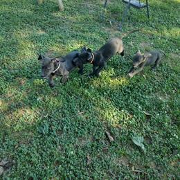 Great Dane Puppies from Morgan's North Alabama Danes