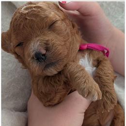 Daisy - Red female Whoodle puppy in Layton, Utah from Penny's Puppies