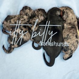 Dachshund puppies from Itty Bitty Dachshunds