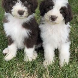 Aussiedoodle and Australian Shepherd Puppies from Junipersdoodles