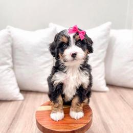 Tulip - Tri-color female Bernedoodle puppy in Ormond Beach, Florida from Florida Coast Doodles