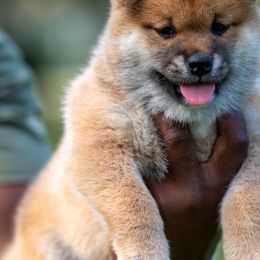 Boy 1 - Red Shiba Inu puppy in Hephzibah, Georgia from Evenfalls Shiba Inu