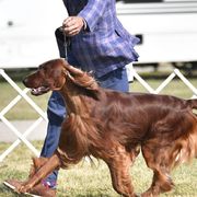 Irish Setters from Diane's Irish Setters