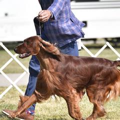 Irish Setters from Diane's Irish Setters