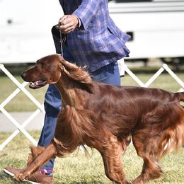 Irish Setters from Diane's Irish Setters