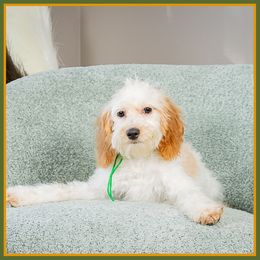 Shelby - Red female Cockapoo puppy in Connersville, Indiana from Deaz Doodle Ranch