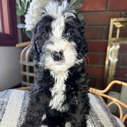 Red Collar - Black and white male Bernedoodle puppy in Riverside, California from Wimbledon Bernedoodles