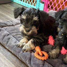 Boy Green Collar - Black and silver male Miniature Schnauzer puppy in Prescott, Washington from Winona Schnauzers