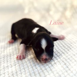 Laine - Black tri-color female Australian Shepherd puppy in Uvalda, Georgia from Happy Ours Australian Shepherds