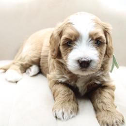 Sharpay - Red female Bernedoodle puppy in Saratoga Springs, Utah from Saratoga Springs Doodles