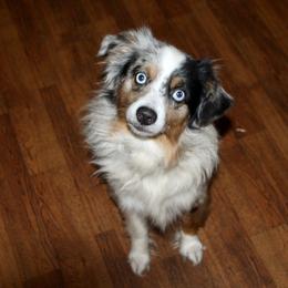 Australian Shepherd and Miniature Australian Shepherd All Grown Up from The Great Bambino SunState Aussies!